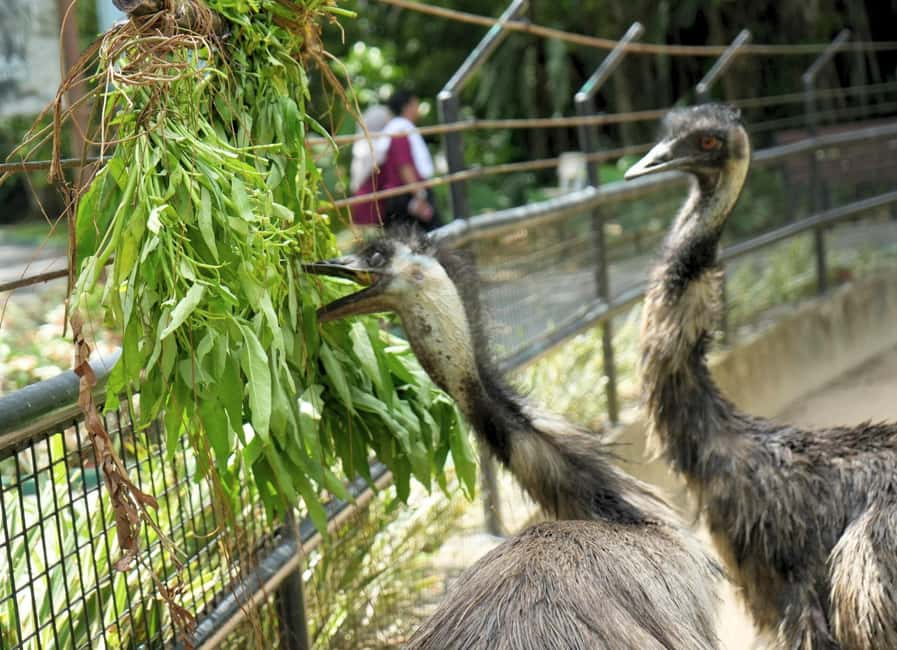 billede nr.5 af aktiviteten Selangor: Zoo Negara e-billet i Kuala Lumpur, uploadet af udbyder