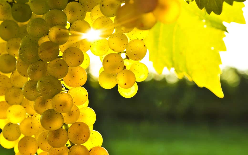 image n.1 of Marlborough Half-Day Wine Tour from Blenheim activity in Blenheim, uploaded by supplier