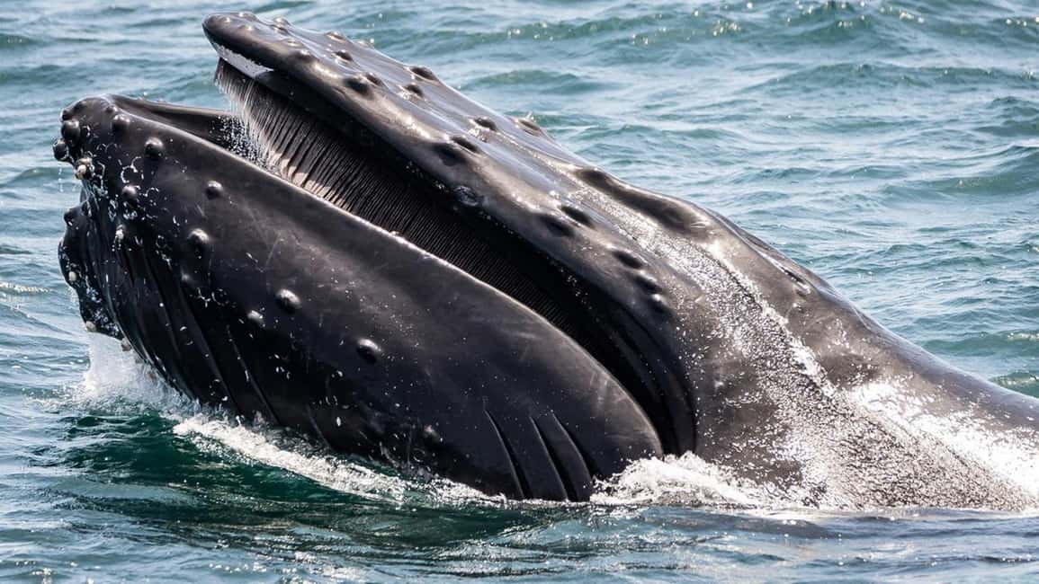 bild nr.5 av Long Beach: Valskådningskryssning och delfinskådning aktivitet i Los Angeles, uppladdad av arrangören