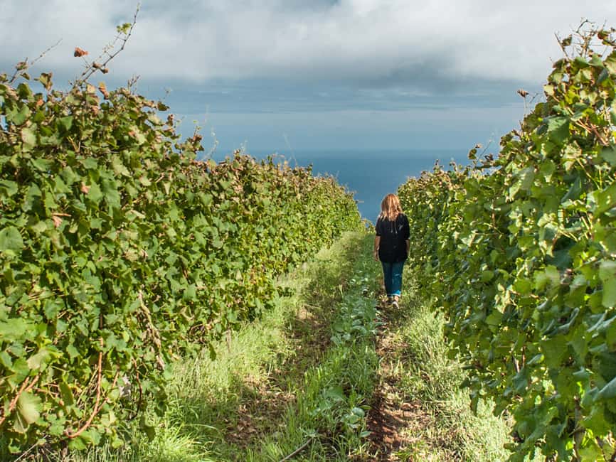 image n.7 of From Funchal: Full-Day Madeira Wine Tour with Lunch activity in Câmara de Lobos, uploaded by supplier