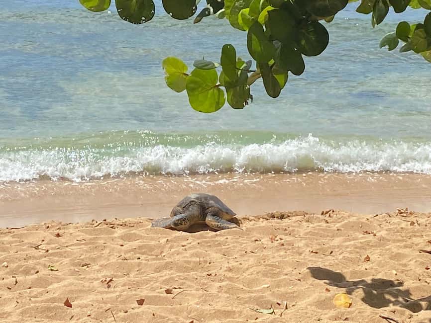 imagem n.20 de Oahu: caminhada na cratera Diamond Head e experiência na costa norte atividade em Havaí, carregada pelo fornecedor