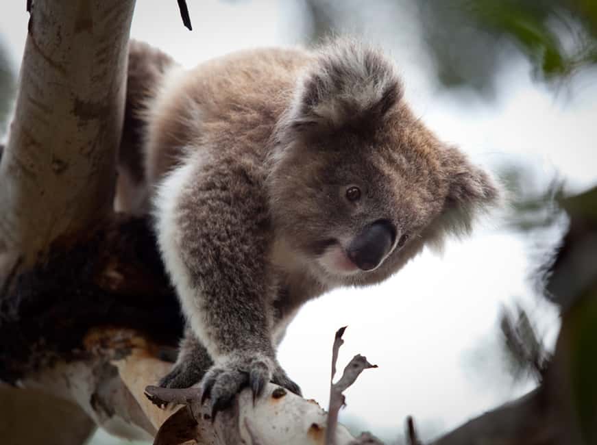 image n.2 of Melbourne Flexi Attractions Pass: 3, 5 or 7 Tickets activity in Melbourne, uploaded by supplier