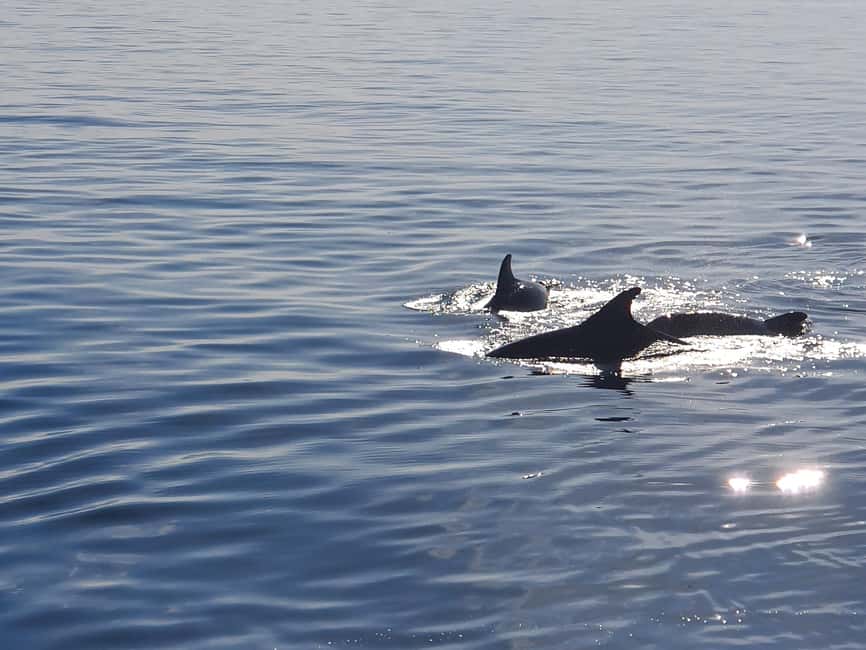 bild nr.8 av Vrsar: Båtresa med delfinskådning aktivitet i Vrsar, uppladdad av arrangören