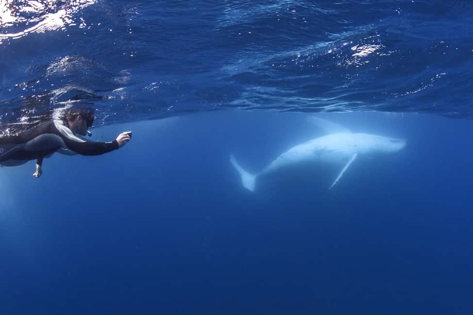 image n.4 of Sunshine Coast: Humpback Whale Cruise And Swim activity in Sunshine Coast, uploaded by supplier