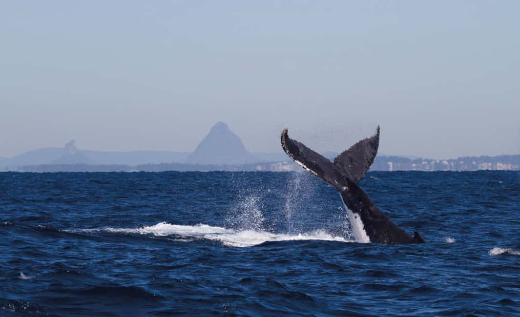 image n.6 of Sunshine Coast: Humpback Whale Cruise And Swim activity in Sunshine Coast, uploaded by supplier