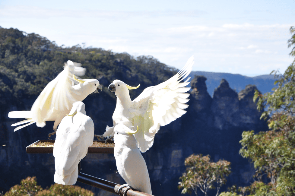 bild nr.14 av Från Sydney: Blue Mountains, Scenic World, Zoo och färjetur aktivitet i Sydney, uppladdad av arrangören