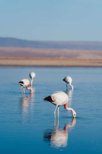 image n.4 of Triple tour: Red stones, highland lagoons and Chaxa Lagoon activity in North Chile, uploaded by supplier