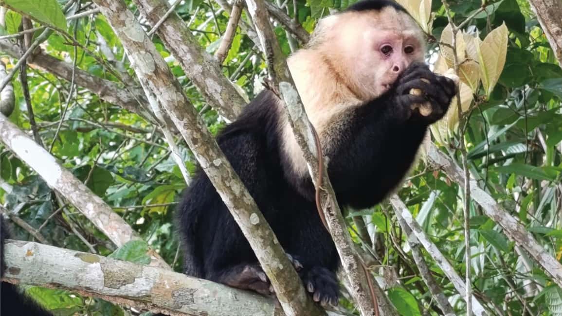 image n.15 of Panama Canal: Monkey Island and Jungle Hike Eco Tour activity in Colón Province, uploaded by supplier