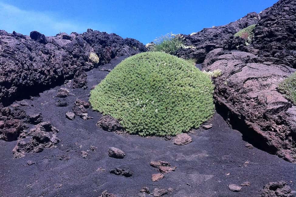 image n.6 of From Catania: Mount Etna Half-Day Tour and Wine Experience activity in Catania, uploaded by supplier