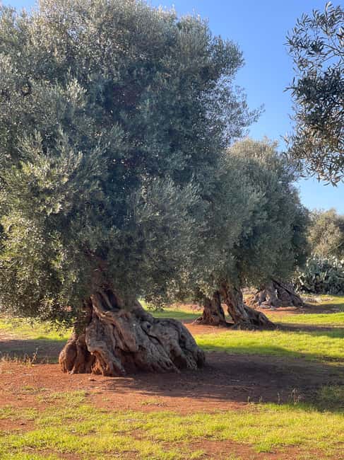 image n.6 of Ostuni: Farm tour among thousand-year-old olive trees with oil tasting activity in Ostuni, uploaded by supplier