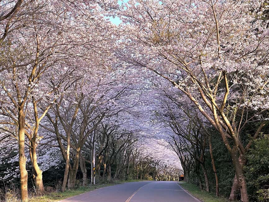 image n.4 of West Jeju Cherry Blossom Strawberry Picking Small Group Tour activity in Jeju, uploaded by supplier