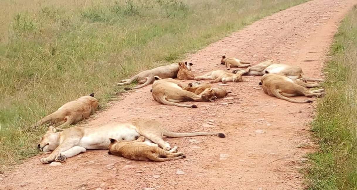 image n.4 of 2-Days Wildlife Safari to Tsavo East & Tsavo West Park activity in Coast Province, uploaded by supplier