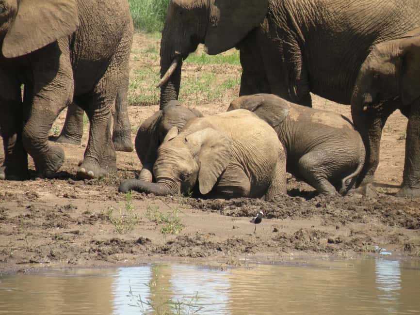 imagem n.16 de De Joanesburgo: Safari de vida selvagem em Pilanesberg atividade em Noroeste, África do Sul, carregada pelo fornecedor
