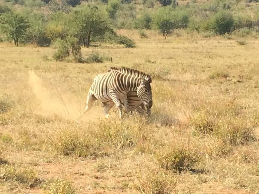 imagem n.30 de De Joanesburgo: Safari de vida selvagem em Pilanesberg atividade em Noroeste, África do Sul, carregada pelo fornecedor