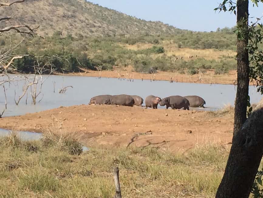 imagem n.23 de De Joanesburgo: Safari de vida selvagem em Pilanesberg atividade em Noroeste, África do Sul, carregada pelo fornecedor