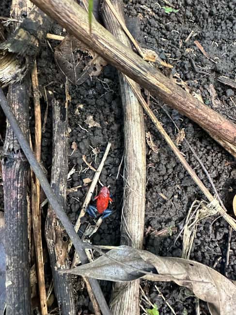 Immagine nº 7 di Guanacaste: gita di un giorno alla foresta pluviale, ai bradipi e alla natura con pranzo attività a Alajuela, caricata dal fornitore