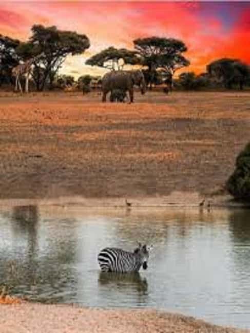 Image N°5 de Voyage d'une journée en Tanzanie - Safari de grande envergure - Aventures de faune et de flore activité à Région d'Arusha, publiée par le prestataire