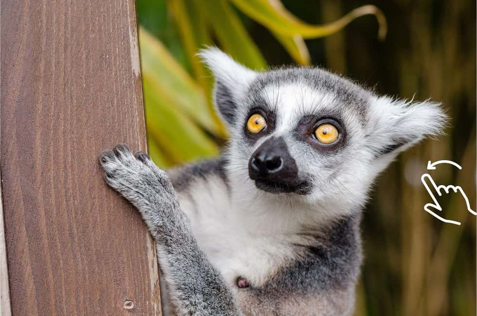 Bild Nr. 10 von Krakau: Zoo mit Abholung vom Hotel Aktivität in Krakau, hochgeladen vom Anbieter
