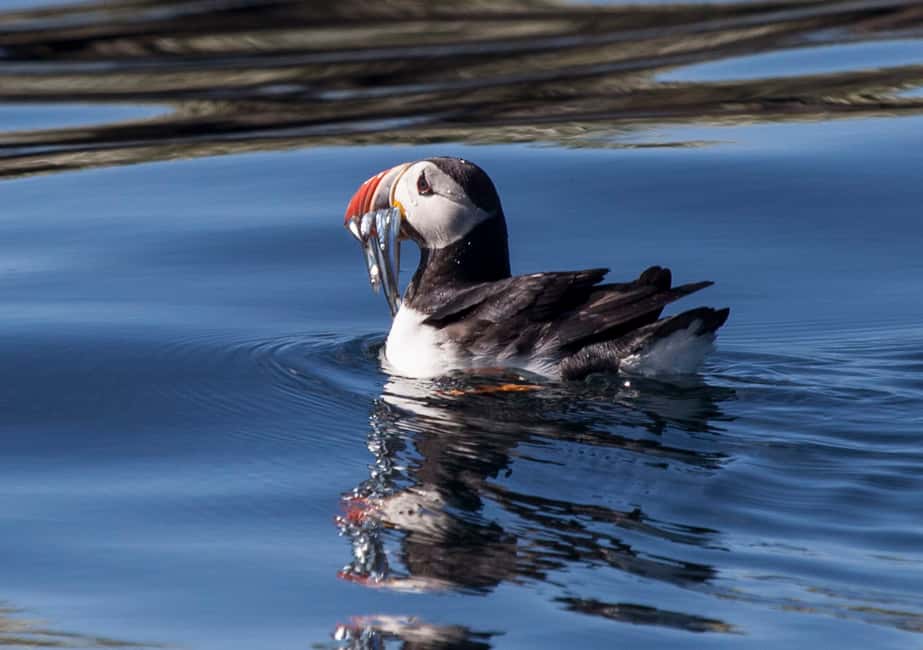 bild nr.2 av Reykjavik: Kombinationsresa med guidad kryssning för valar och lunnefåglar aktivitet i Västisland, uppladdad av arrangören