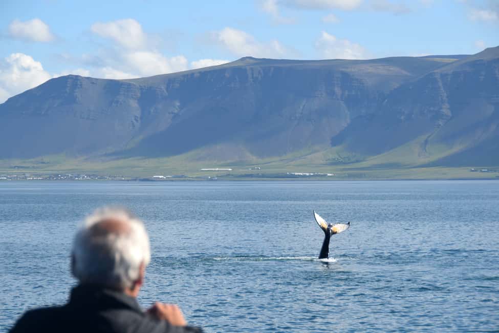 bild nr.8 av Reykjavik: Kombinationsresa med guidad kryssning för valar och lunnefåglar aktivitet i Västisland, uppladdad av arrangören