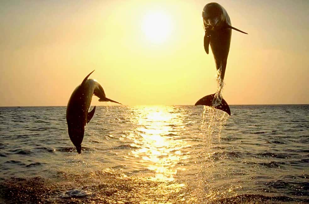 Immagine nº 21 di 3 ore di osservazione dei delfini al tramonto con bevande illimitate + cena attività a Istarska, caricata dal fornitore