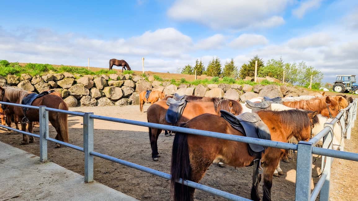 imagen n.º 5 de Reikiavik: Excursión a Caballo por la Lava Roja actividad en Reikiavik, subida por el proveedor