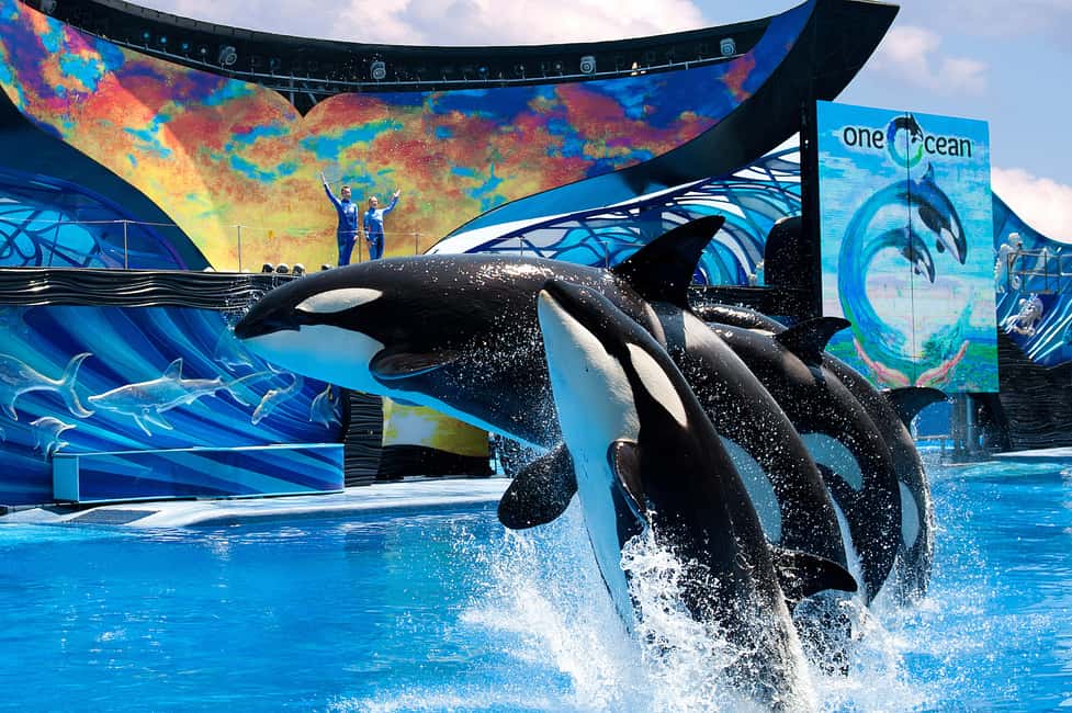 bild nr.1 av SeaWorld Orlando: Biljett för inträde till parken aktivitet i Orlando, uppladdad av arrangören