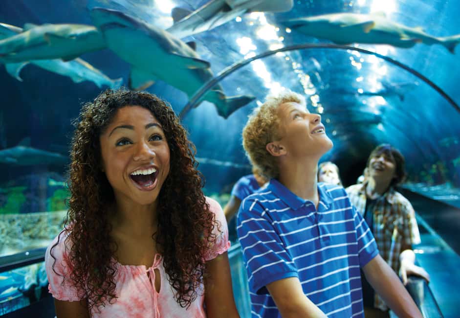 bild nr.5 av SeaWorld Orlando: Biljett för inträde till parken aktivitet i Orlando, uppladdad av arrangören
