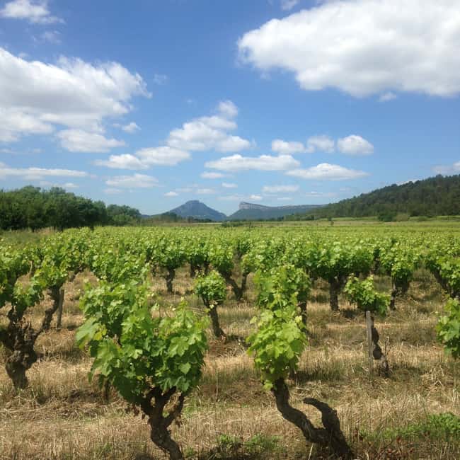imagem n.6 de Montpellier: Excursão vinícola Pic Saint-Loup atividade em Sul da França, carregada pelo fornecedor