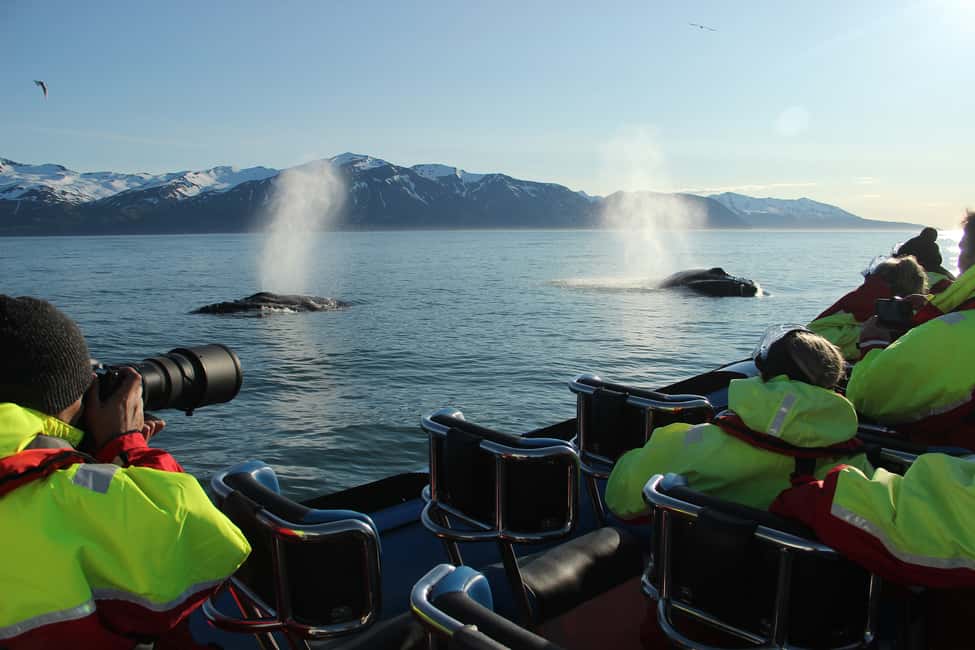 image n.2 of Húsavík: Original Big Whale Safari & Puffins by Speedboat activity in Northeastern Region, Iceland, uploaded by supplier