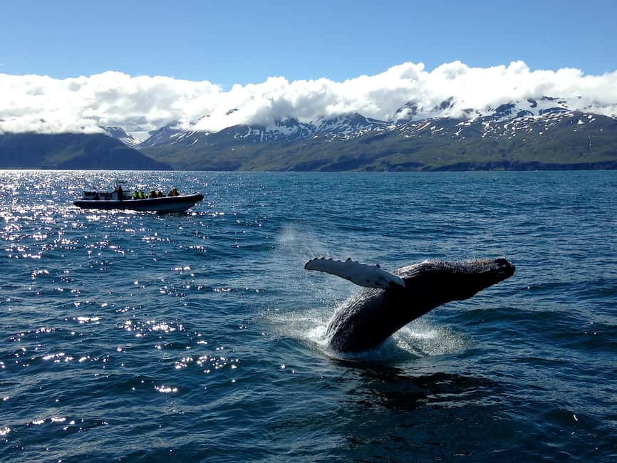 image n.9 of Húsavík: Original Big Whale Safari & Puffins by Speedboat activity in Northeastern Region, Iceland, uploaded by supplier