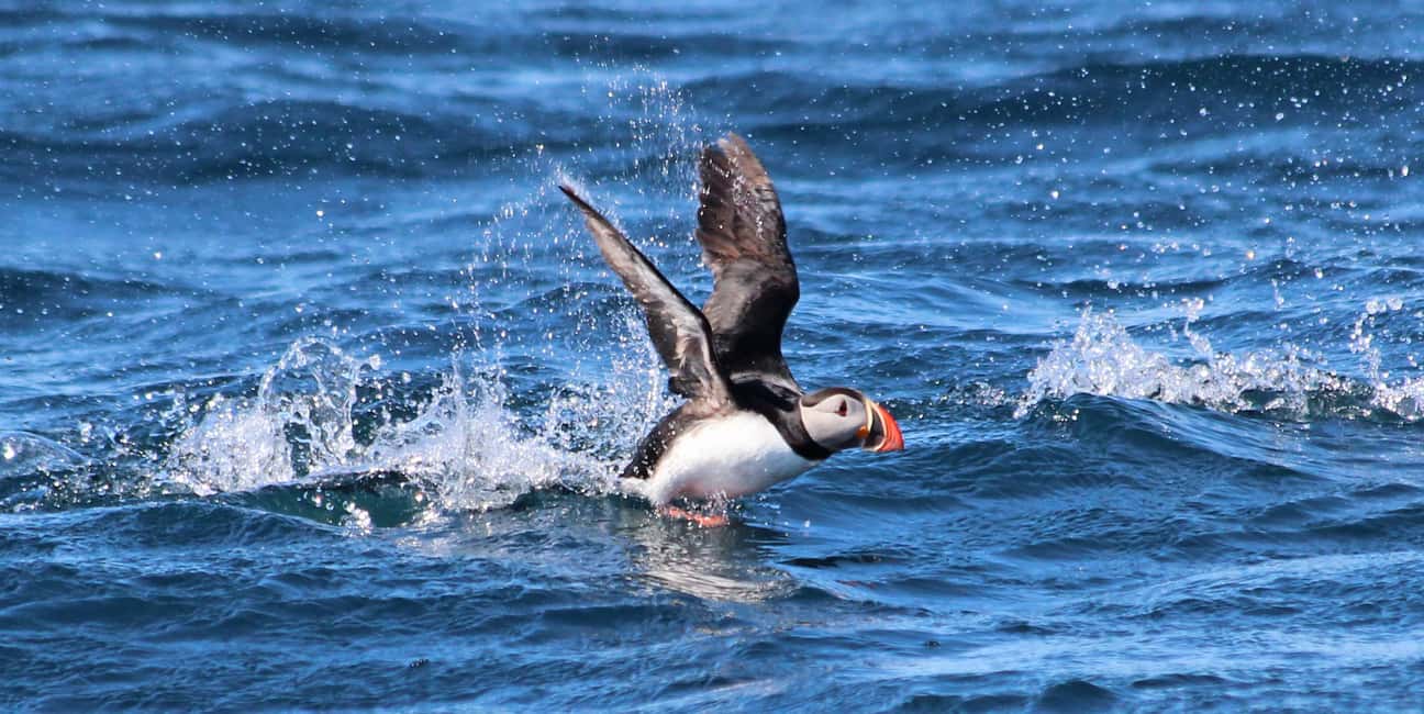 image n.7 of Húsavík: Original Big Whale Safari & Puffins by Speedboat activity in Northeastern Region, Iceland, uploaded by supplier