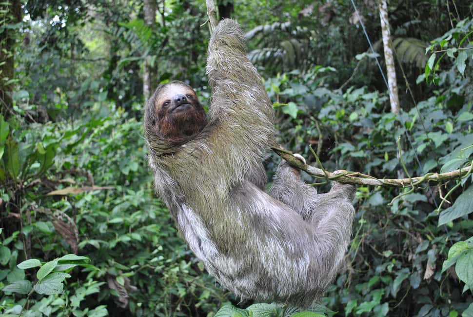image n.3 of Arenal Hanging Bridges Half-Day Tour from La Fortuna activity in La Fortuna, uploaded by supplier