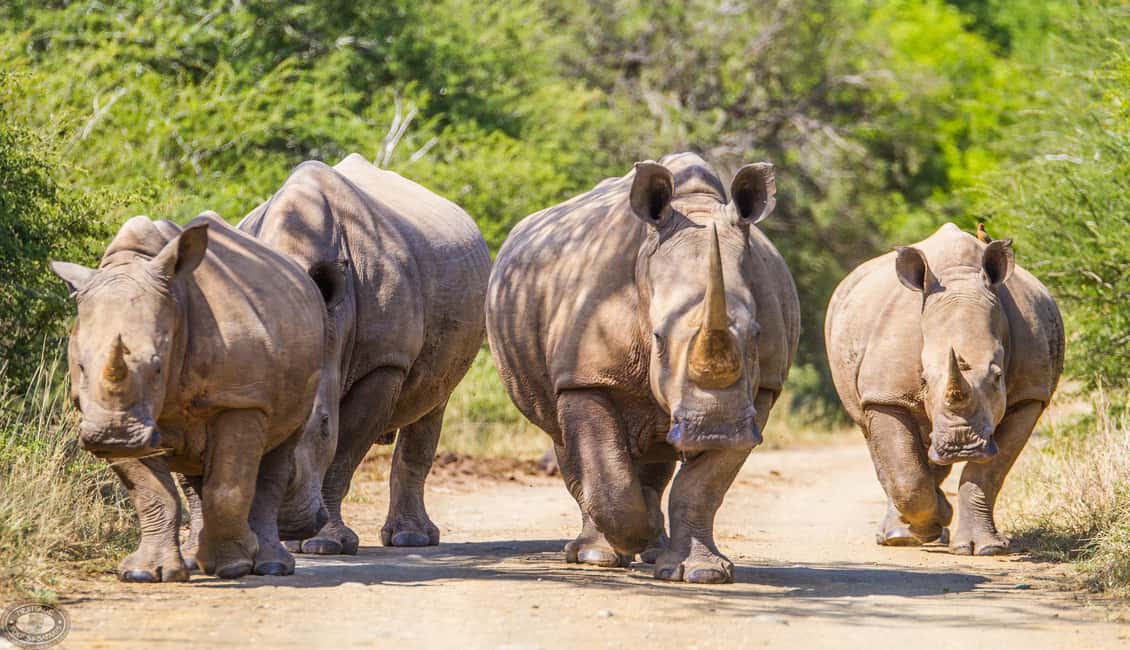 image n.9 of Durban:3 Day Hluhluwe-Imfolozi Park, St Lucia, iSimangaliso activity in Hlabisa, uploaded by supplier
