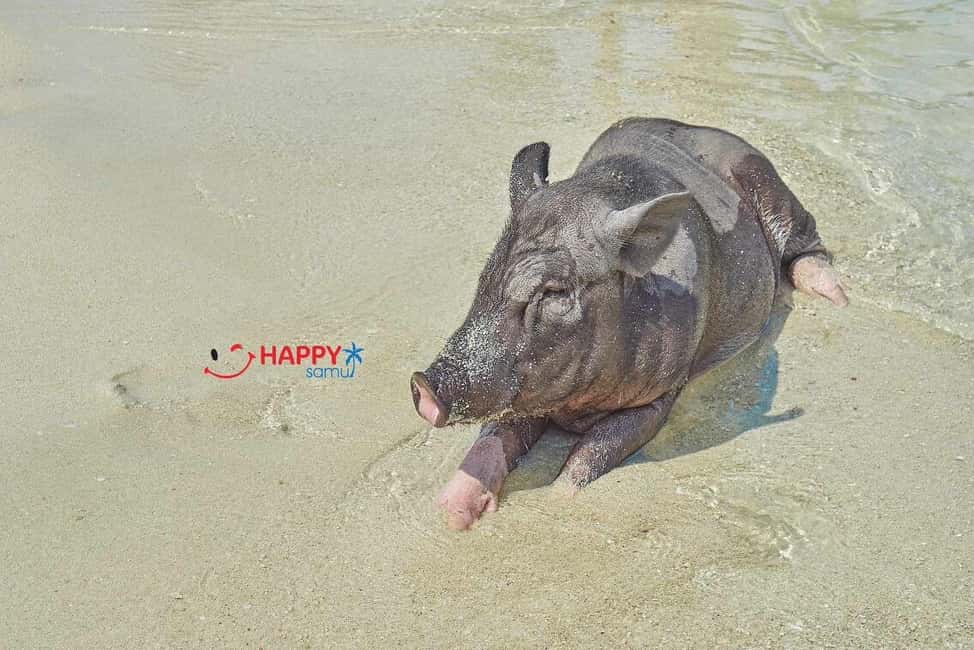 billede nr.22 af aktiviteten Koh Samui: Pig Island Tour med speedbåd og snorkling i Thailandbugten, uploadet af udbyder