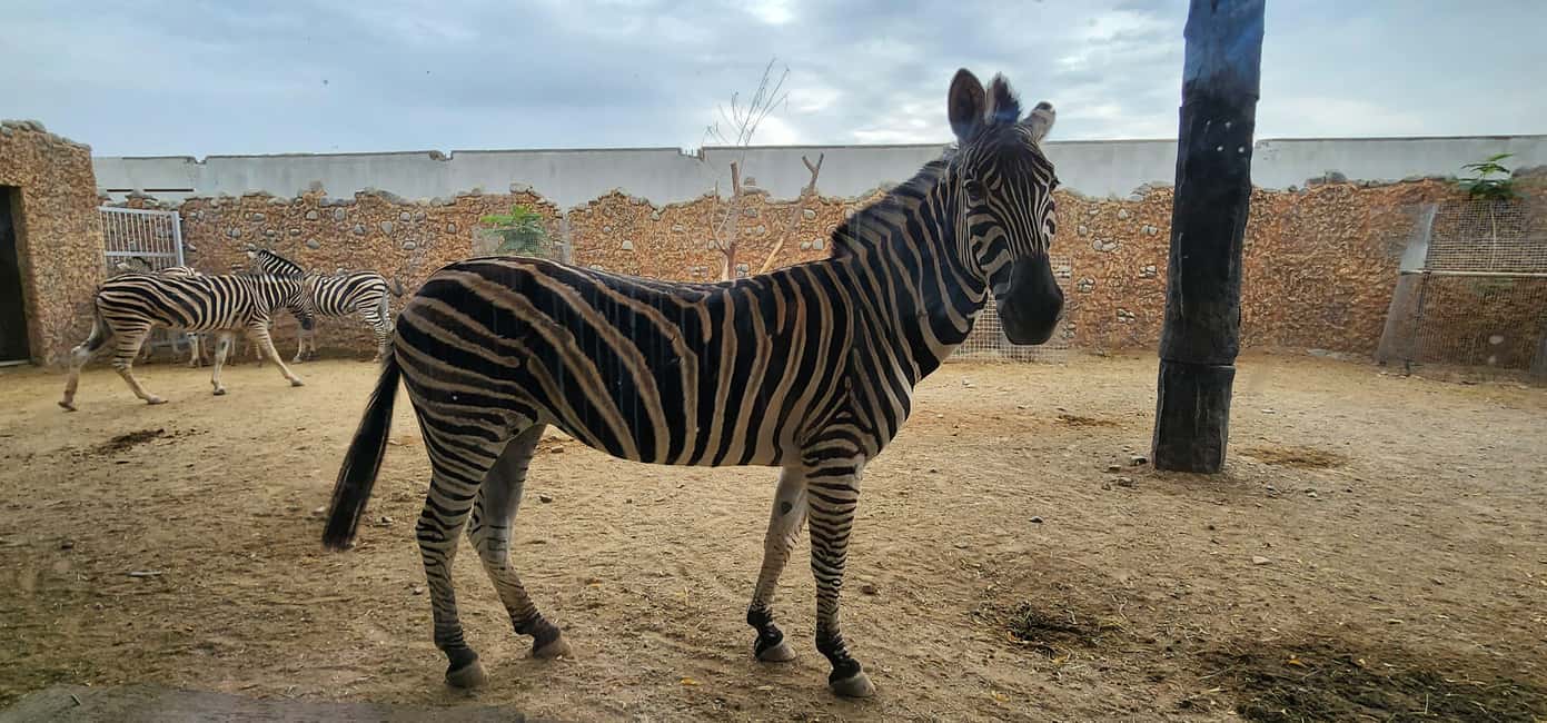 Obraz nr 10 z atrakcji Zoo Safari World i zachód słońca na piaskach Wahiba z kolacją w Ibra, przesłany przez organizatora