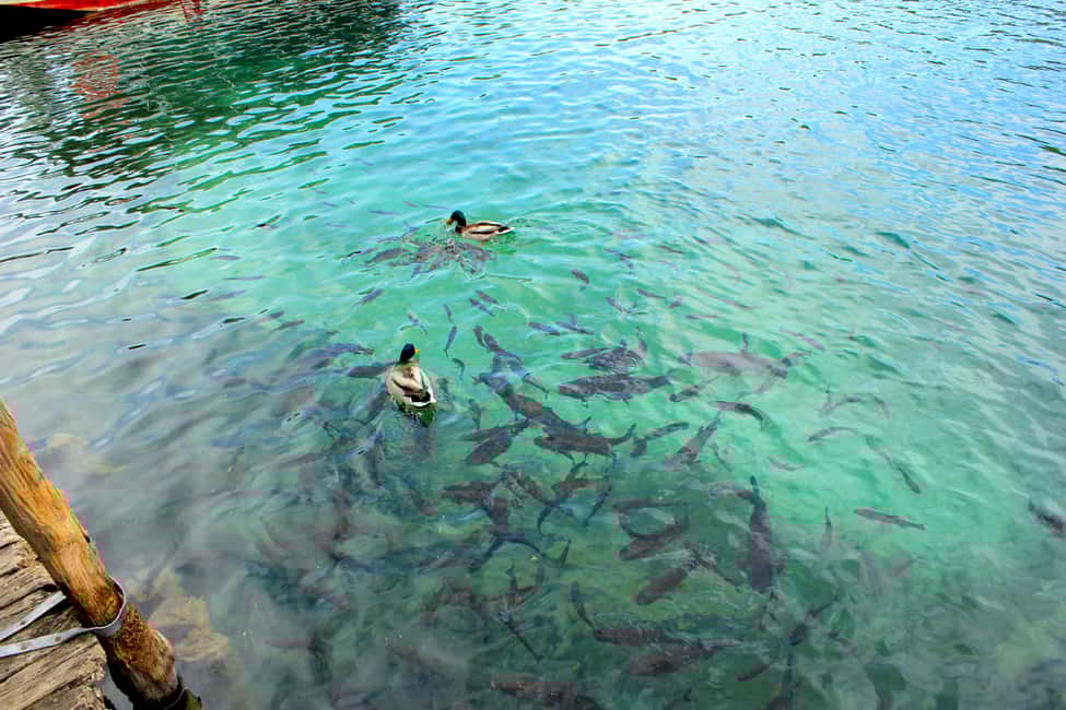 image n.9 of From Split: Plitvice Lakes Fully-Guided Day Tour activity in Zagreb County, uploaded by supplier