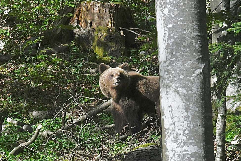 Bild Nr. 4 von Postojna: Bärenbeobachtungstour mit Ranger und ortskundigem Guide Aktivität in Postojna, hochgeladen vom Anbieter