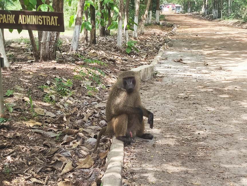 image n.7 of Accra: Half day private safari with pick up activity in Accra, uploaded by supplier