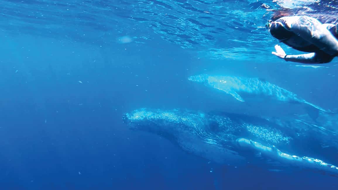 image n.5 of Sunshine Coast: Humpback Whale Cruise And Swim activity in Sunshine Coast, uploaded by supplier