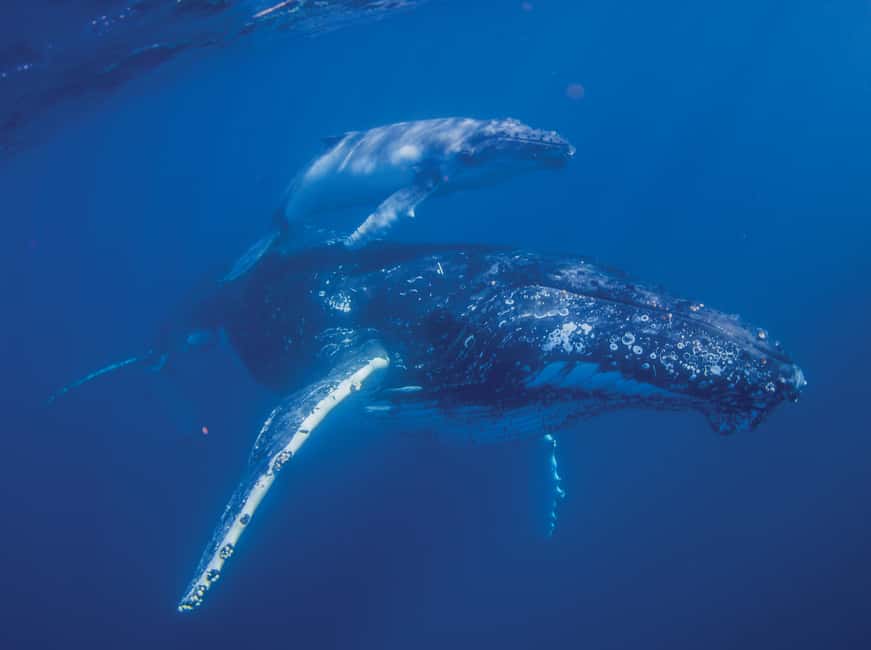 image n.3 of Sunshine Coast: Humpback Whale Cruise And Swim activity in Sunshine Coast, uploaded by supplier