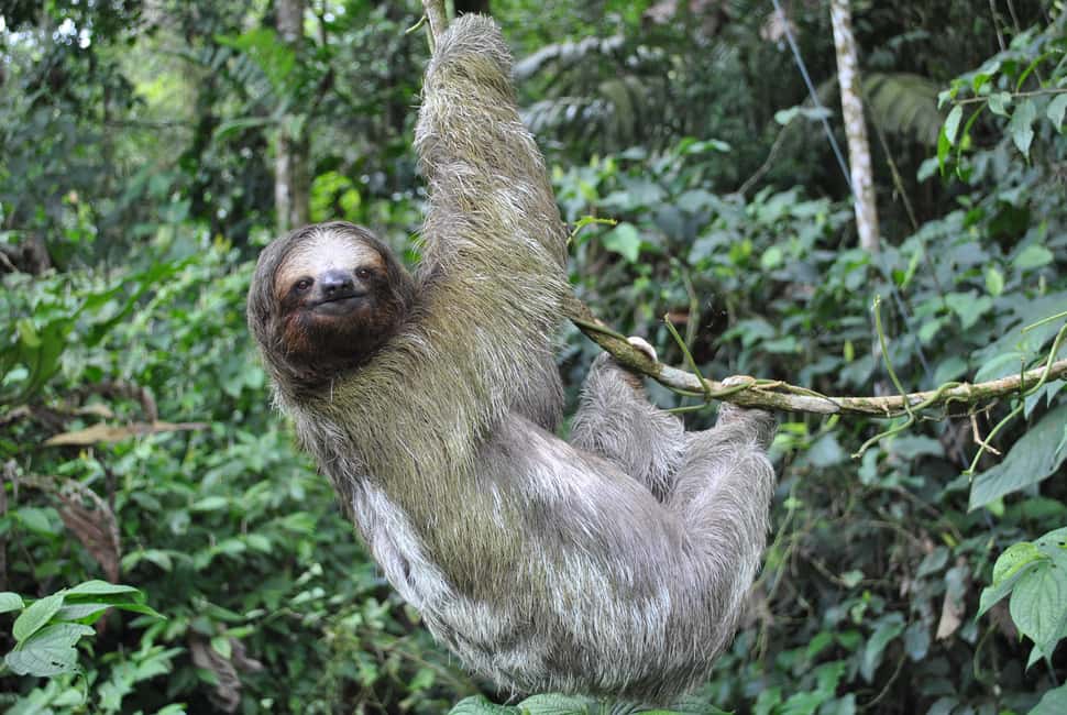 image n.2 of La Fortuna: Arenal Volcano, Hanging Bridges & Waterfall Tour activity in La Fortuna, uploaded by supplier