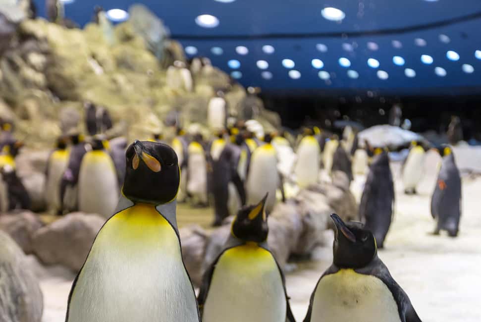 image n.2 of From Gran Canaria: Day Trip to Loro Parque Tenerife activity in Puerto de la Cruz, uploaded by supplier