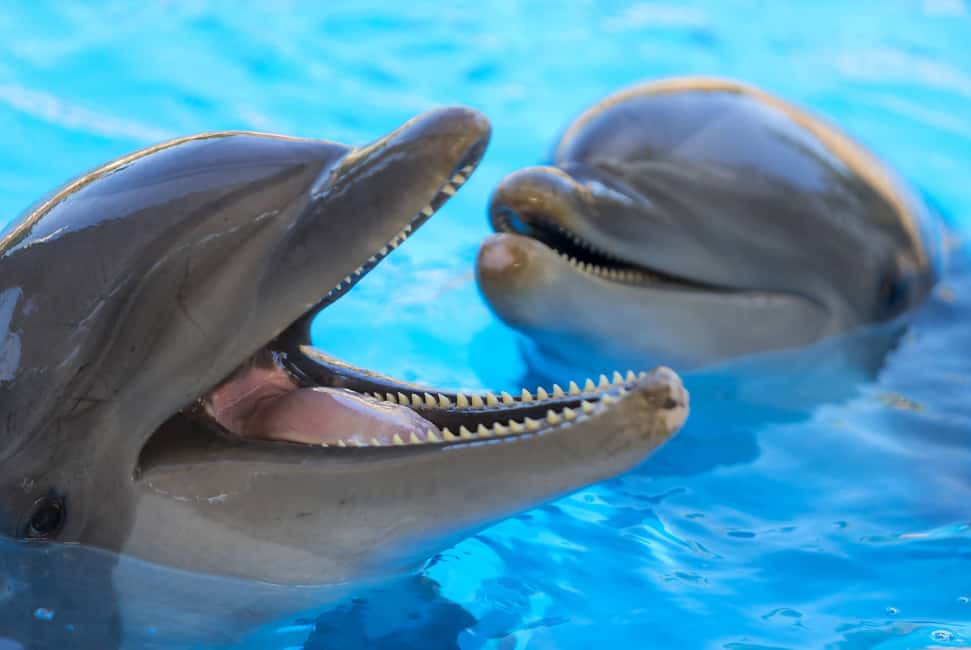 image n.3 of From Gran Canaria: Day Trip to Loro Parque Tenerife activity in Puerto de la Cruz, uploaded by supplier