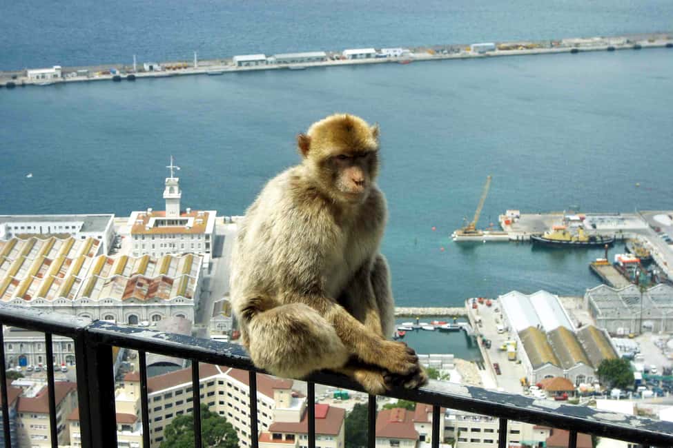 image n.7 of From Seville: Day Trip to Gibraltar activity in Gibraltar, uploaded by supplier