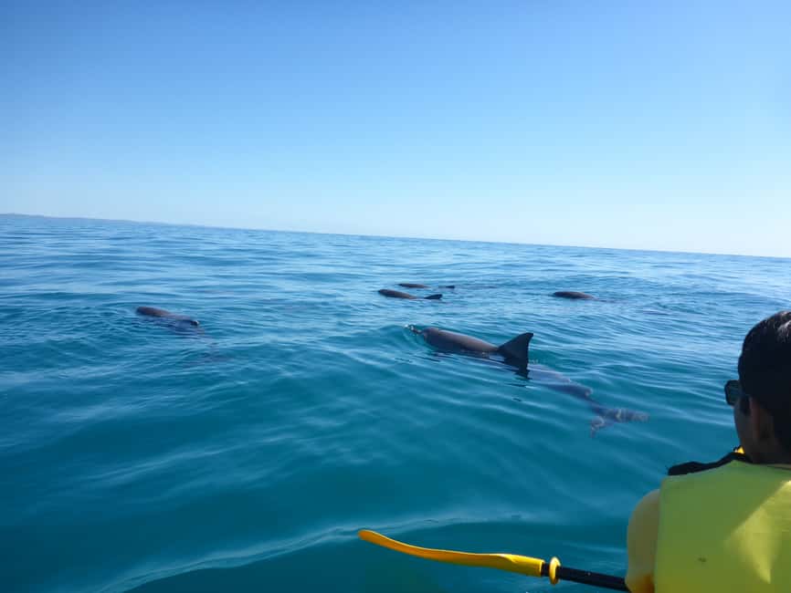 image n.2 of Noosa: Dolphin Sea Kayak & Beach 4X4 Tour (in National Park) activity in Gympie, uploaded by supplier