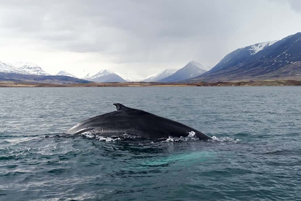 Image N°10 de Akureyri : observation des baleines sous le soleil de minuit activité à Norðurland eystra, publiée par le prestataire
