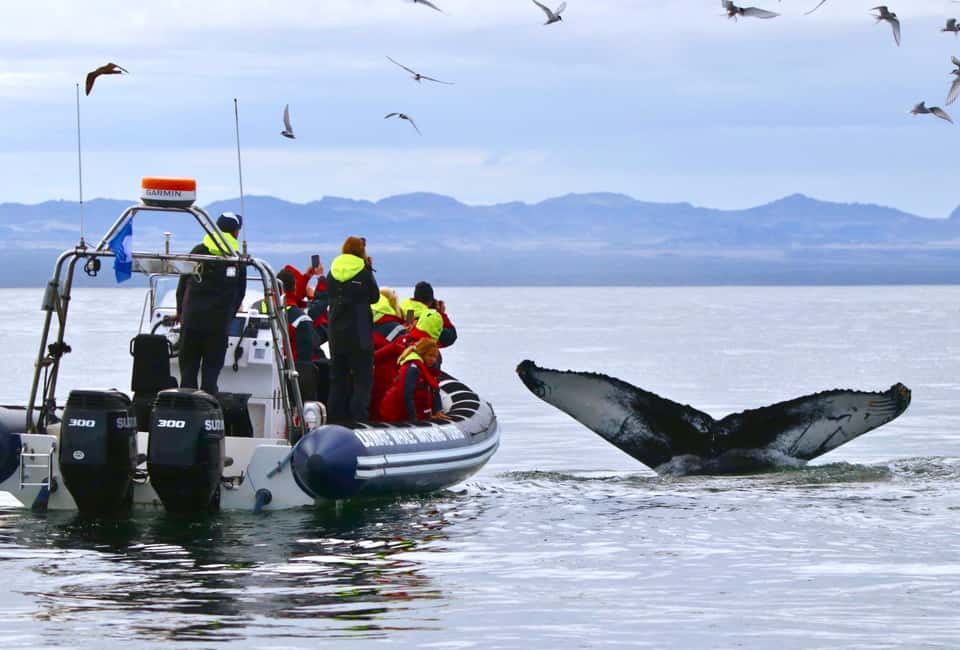 bild nr.2 av Reykjavik: RIB-båttur för val- och lunnefågelskådning aktivitet i Reykjavik, uppladdad av arrangören