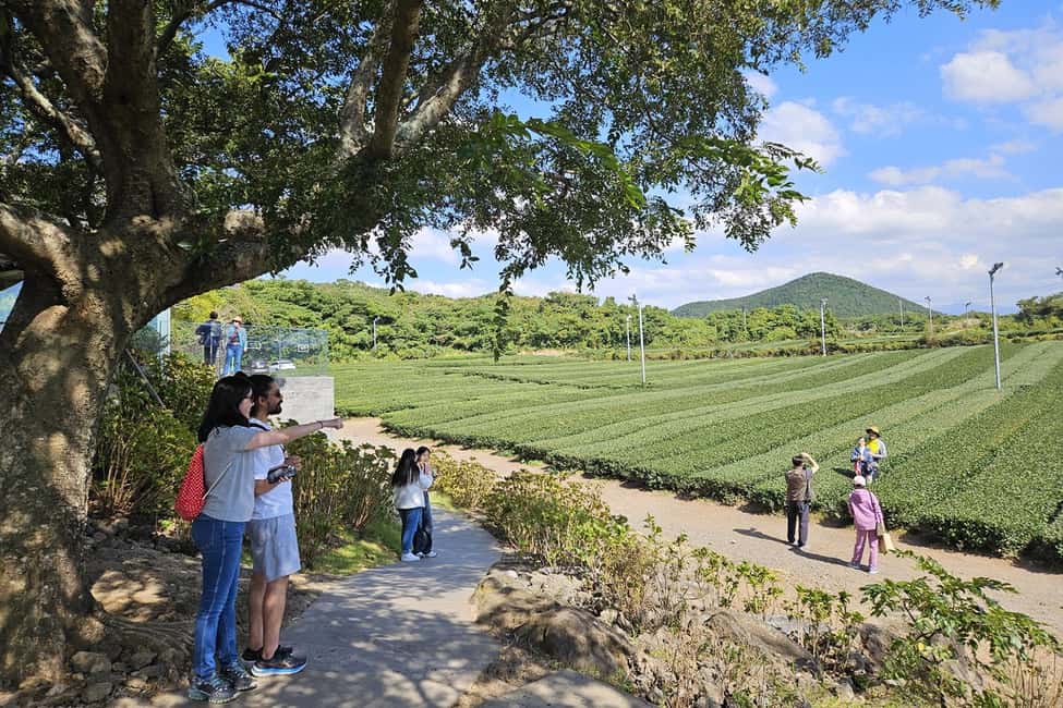image n.7 of Jeju Island: Full-Day SouthWest Bus Tour with Entry Fees activity in Seogwipo-si, uploaded by supplier