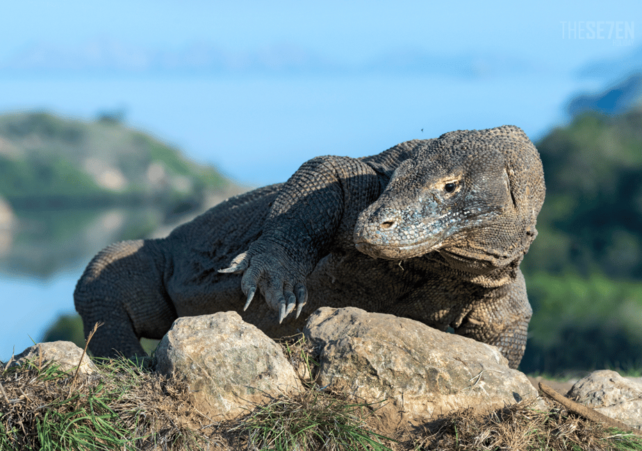 image n.2 of Komodo: 4-Day Private Tour with Overnight Boat and Hotel activity in East Nusa Tenggara, uploaded by supplier